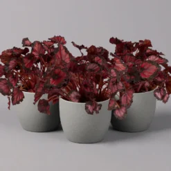 Blattbegonie 'Inca Night', Topf-Ø 12 Cm, Höhe Ca. 25 Cm, 3er-Set