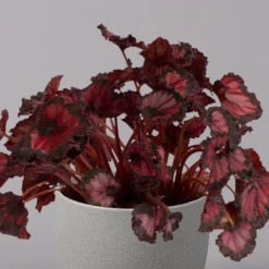 Blattbegonie 'Inca Night', Topf-Ø 12 Cm, Höhe Ca. 25 Cm, 3er-Set -Angebote Gruen Trieb Store 0210900312 Blattbegonie Inca Night 3er Set 3