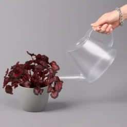 Blattbegonie 'Inca Night', Topf-Ø 12 Cm, Höhe Ca. 25 Cm, 3er-Set -Angebote Gruen Trieb Store 0210900312 Blattbegonie Inca Night 3er Set 4