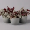 Blattbegonie 'Maori Haze', Topf-Ø 12 Cm, Höhe Ca. 25 Cm, 3er-Set