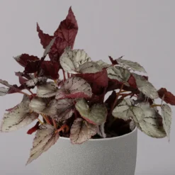 Blattbegonie 'Maori Haze', Topf-Ø 12 Cm, Höhe Ca. 25 Cm, 3er-Set -Angebote Gruen Trieb Store 0210900314 Blattbegonie Maori Haze 3er Set 3