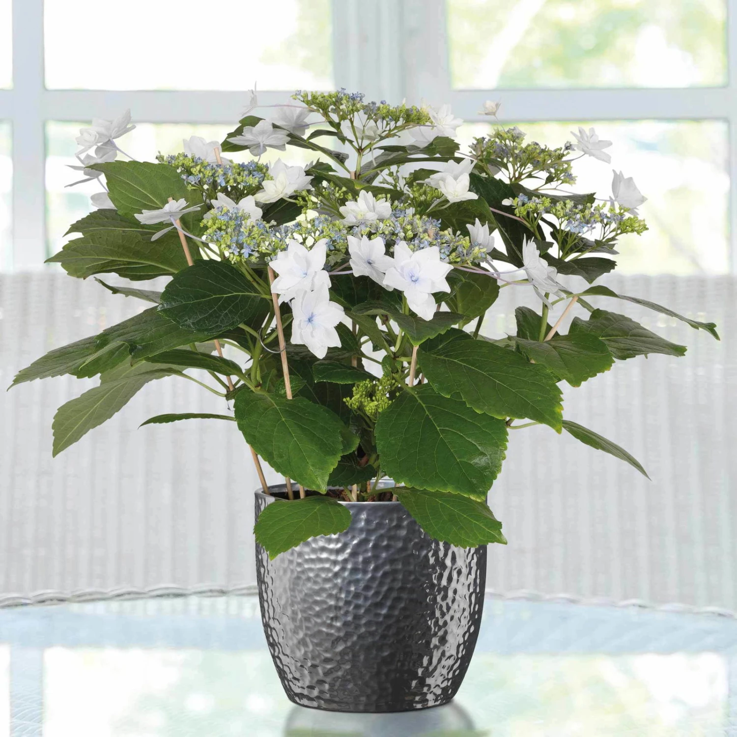 Hortensie Hovaria® 'Feuerwerk', Weiß, Topf-Ø 14 Cm, Höhe Ca. 35 Cm 1 Hortensie Hovaria® 'Feuerwerk', Weiß, Topf-Ø 14 Cm, Höhe Ca. 35 Cm