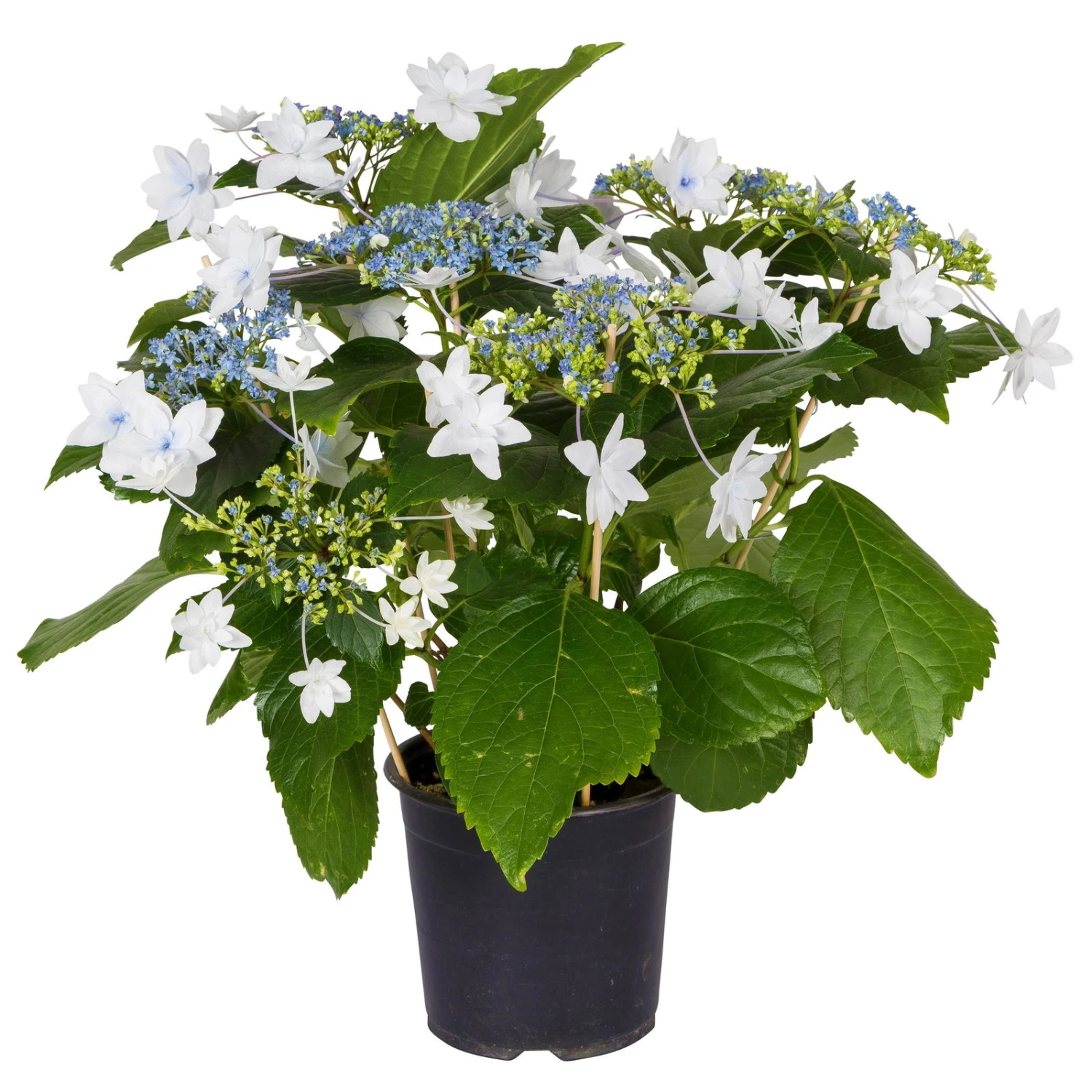 Hortensie Hovaria® 'Feuerwerk', Weiß, Topf-Ø 14 Cm, Höhe Ca. 35 Cm 2 Hortensie Hovaria® 'Feuerwerk', Weiß, Topf-Ø 14 Cm, Höhe Ca. 35 Cm – Bild 2