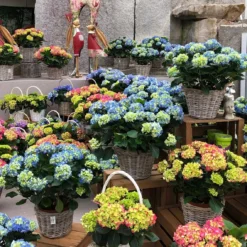 Hortensie 'Leuchtfeuer', Busch, Rot, Topf-Ø 23 Cm, Höhe Ca. 50 Cm -Angebote Gruen Trieb Store 021130 hydrangea 1