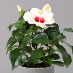 Hibiskus, Weiß, Topf-Ø 13 Cm, Höhe Ca. 35 Cm, 2er-Set -Angebote Gruen Trieb Store 0213100220 Hibiscus ohne Topf weiss 2er Set 3