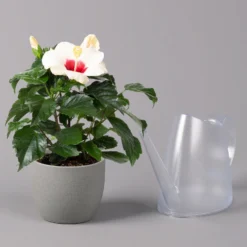 Hibiskus, Weiß, Topf-Ø 13 Cm, Höhe Ca. 35 Cm, 2er-Set -Angebote Gruen Trieb Store 0213100220 Hibiscus ohne Topf weiss 2er Set 4