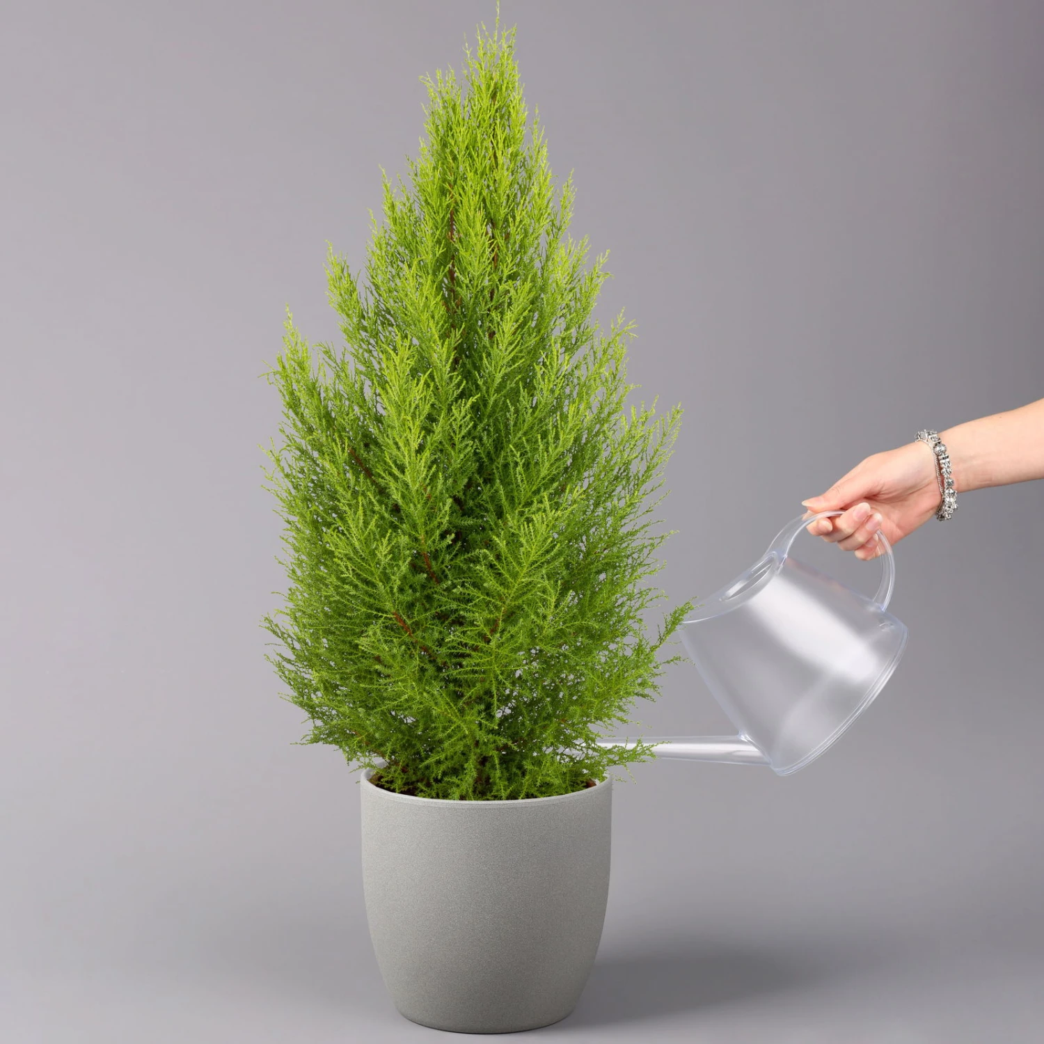 Zimmerzypresse 'Goldcrest Wilma', Pyramide, Topf-Ø 21 Cm 1 Zimmerzypresse 'Goldcrest Wilma', Pyramide, Topf-Ø 21 Cm