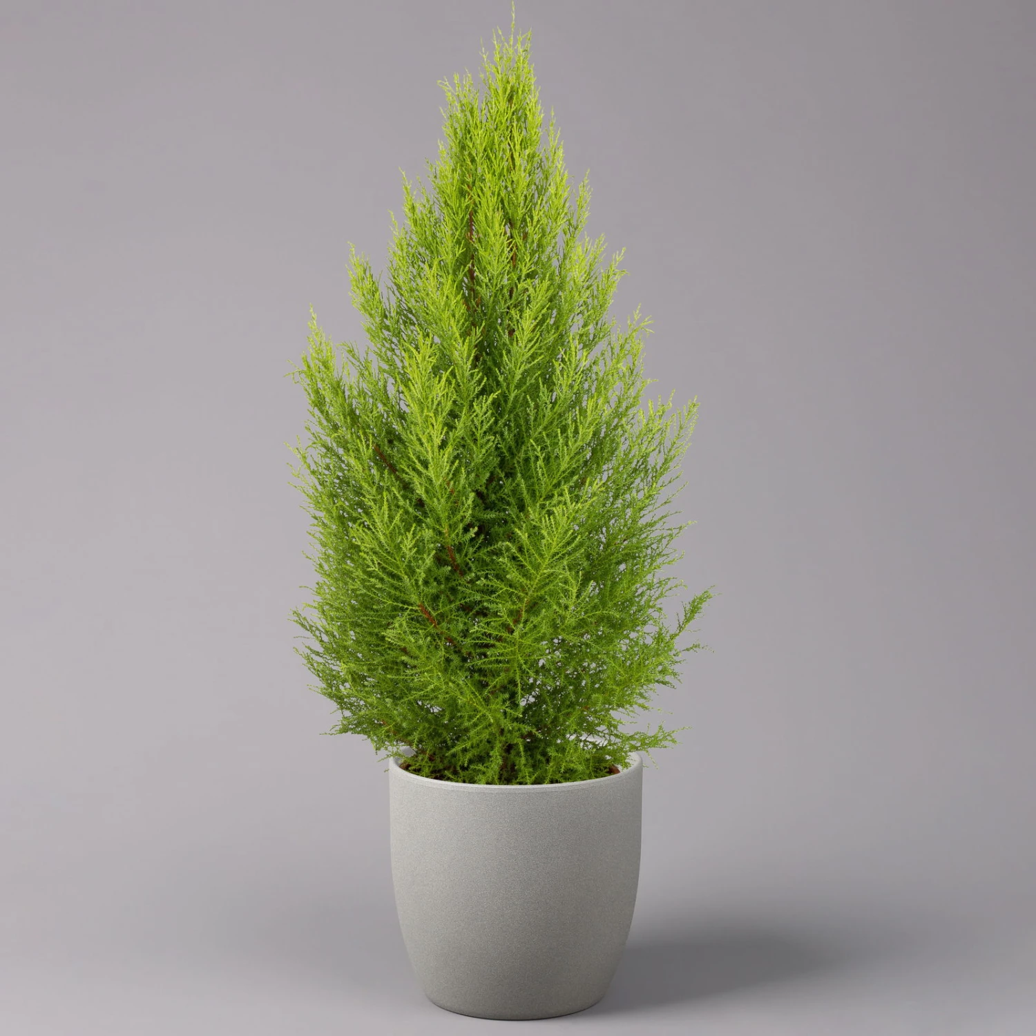 Zimmerzypresse 'Goldcrest Wilma', Pyramide, Topf-Ø 21 Cm 2 Zimmerzypresse 'Goldcrest Wilma', Pyramide, Topf-Ø 21 Cm – Bild 2