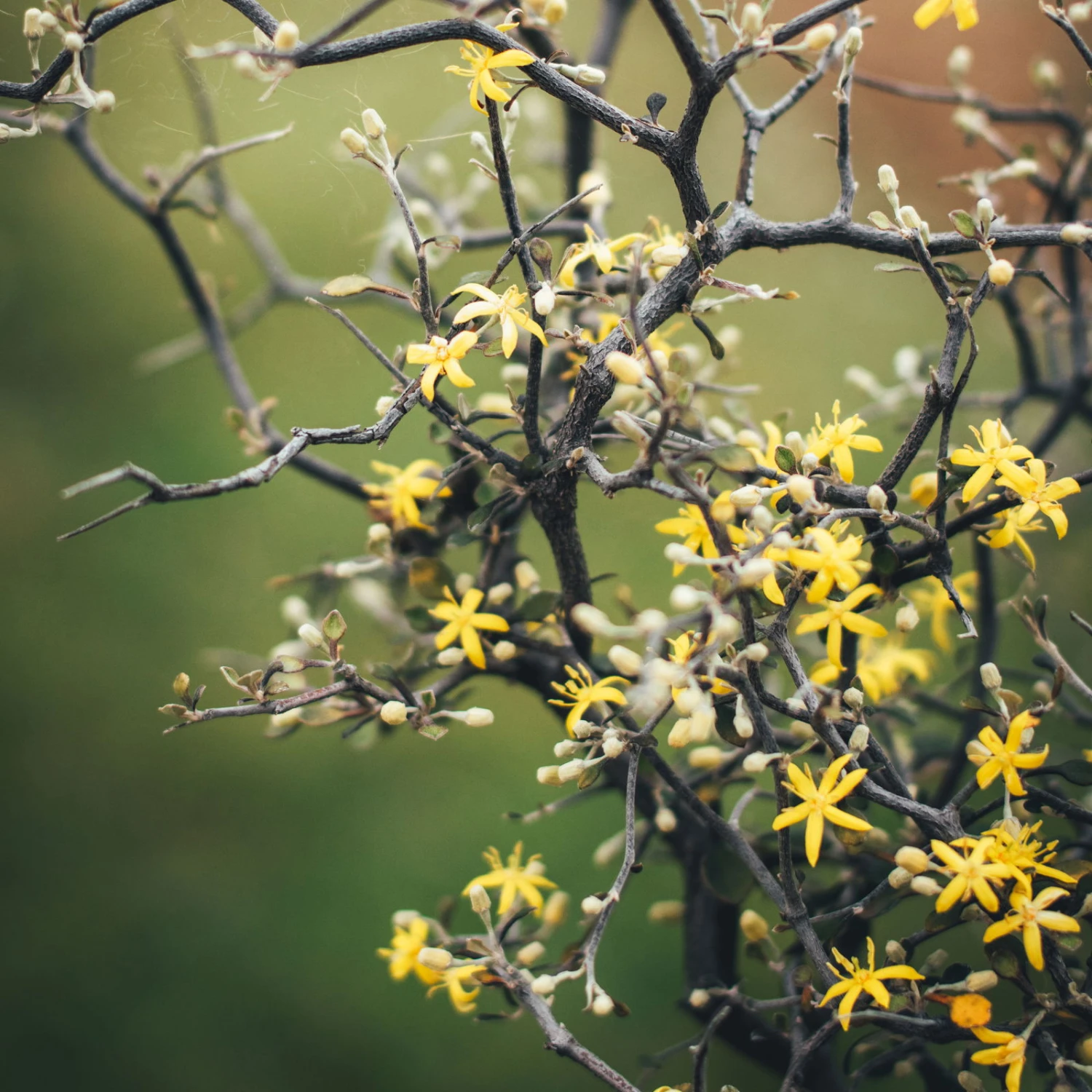 Zickzackstrauch, Topf-Ø 19 Cm, Höhe Ca. 70 Cm 5 Zickzackstrauch, Topf-Ø 19 Cm, Höhe Ca. 70 Cm – Bild 5