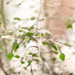 Zickzackstrauch, Topf-Ø 11 Cm, Höhe Ca. 20 Cm, 3er-Set 13 Zickzackstrauch, Topf-Ø 11 Cm, Höhe Ca. 20 Cm, 3er-Set -Angebote Gruen Trieb Store 0220108510 0220108511 0220108515 0220108516 0220108517 0220108518 0220108519 0220108520 Corokia 2 116838