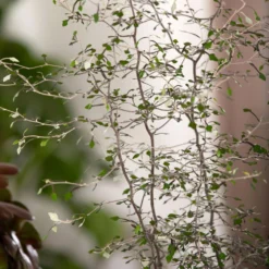 Zickzackstrauch, Topf-Ø 19 Cm, Höhe Ca. 70 Cm 10 Zickzackstrauch, Topf-Ø 19 Cm, Höhe Ca. 70 Cm -Angebote Gruen Trieb Store 0220108510 0220108511 0220108515 0220108516 0220108517 0220108518 0220108519 0220108520 Corokia 3 116836 1