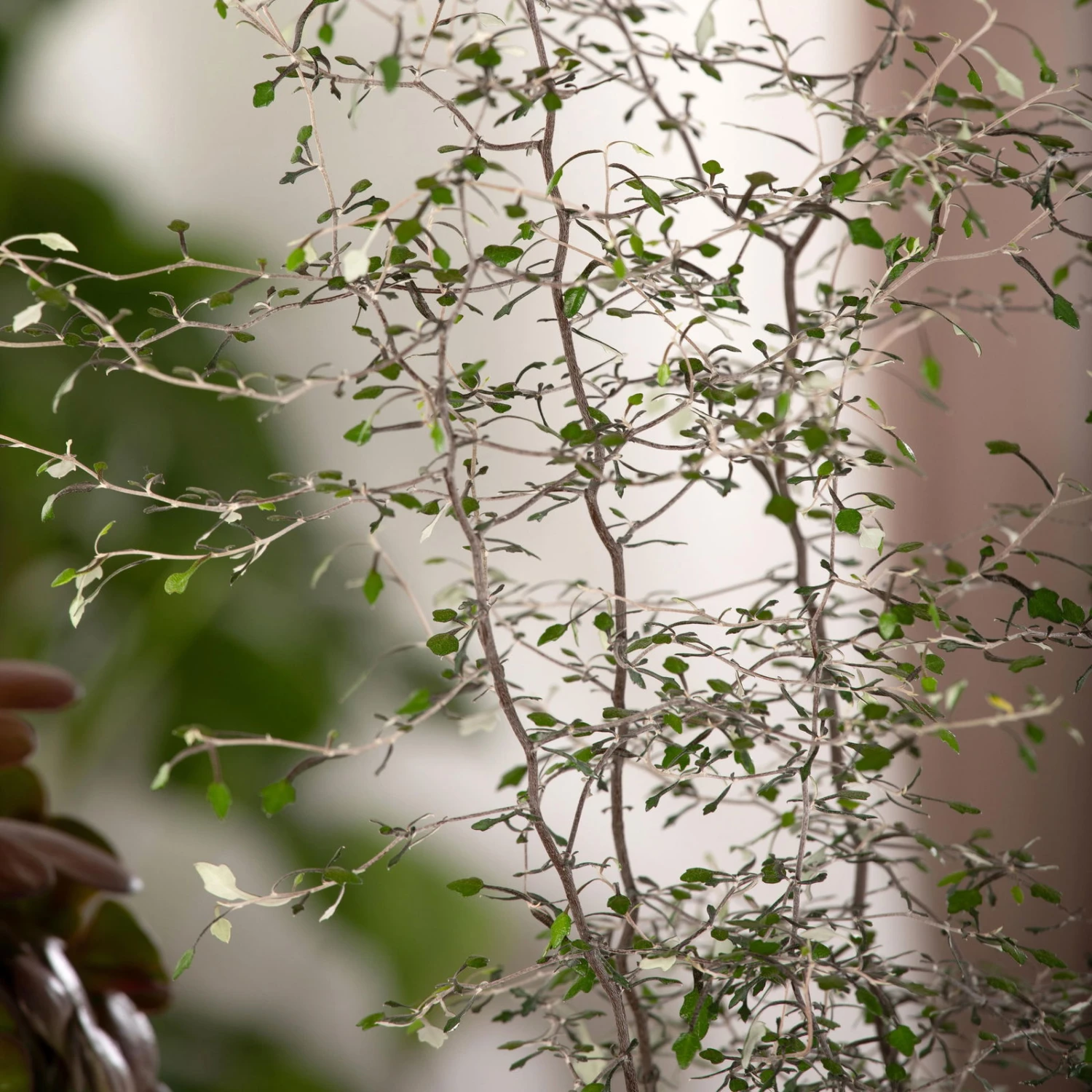 Zickzackstrauch, Topf-Ø 19 Cm, Höhe Ca. 70 Cm 4 Zickzackstrauch, Topf-Ø 19 Cm, Höhe Ca. 70 Cm – Bild 4