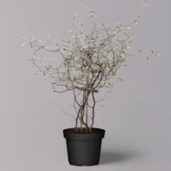 Zickzackstrauch, Topf-Ø 11 Cm, Höhe Ca. 20 Cm, 3er-Set 15 Zickzackstrauch, Topf-Ø 11 Cm, Höhe Ca. 20 Cm, 3er-Set -Angebote Gruen Trieb Store 0220108516 Corokia cotoneaster 2 119863