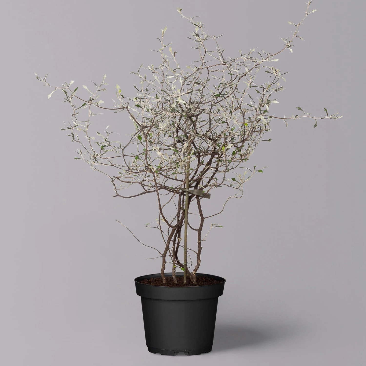 Zickzackstrauch, Topf-Ø 11 Cm, Höhe Ca. 20 Cm, 3er-Set 7 Zickzackstrauch, Topf-Ø 11 Cm, Höhe Ca. 20 Cm, 3er-Set – Bild 7