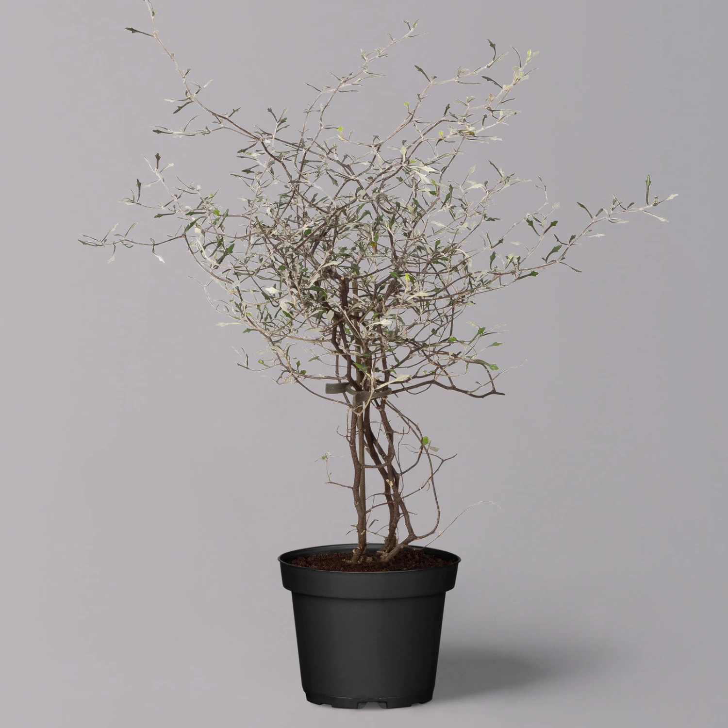 Zickzackstrauch, Topf-Ø 11 Cm, Höhe Ca. 20 Cm, 3er-Set 1 Zickzackstrauch, Topf-Ø 11 Cm, Höhe Ca. 20 Cm, 3er-Set