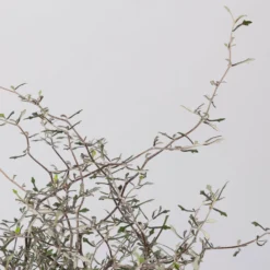 Zickzackstrauch, Topf-Ø 11 Cm, Höhe Ca. 20 Cm, 3er-Set 12 Zickzackstrauch, Topf-Ø 11 Cm, Höhe Ca. 20 Cm, 3er-Set -Angebote Gruen Trieb Store 0220108516 Corokia cotoneaster 1 117166