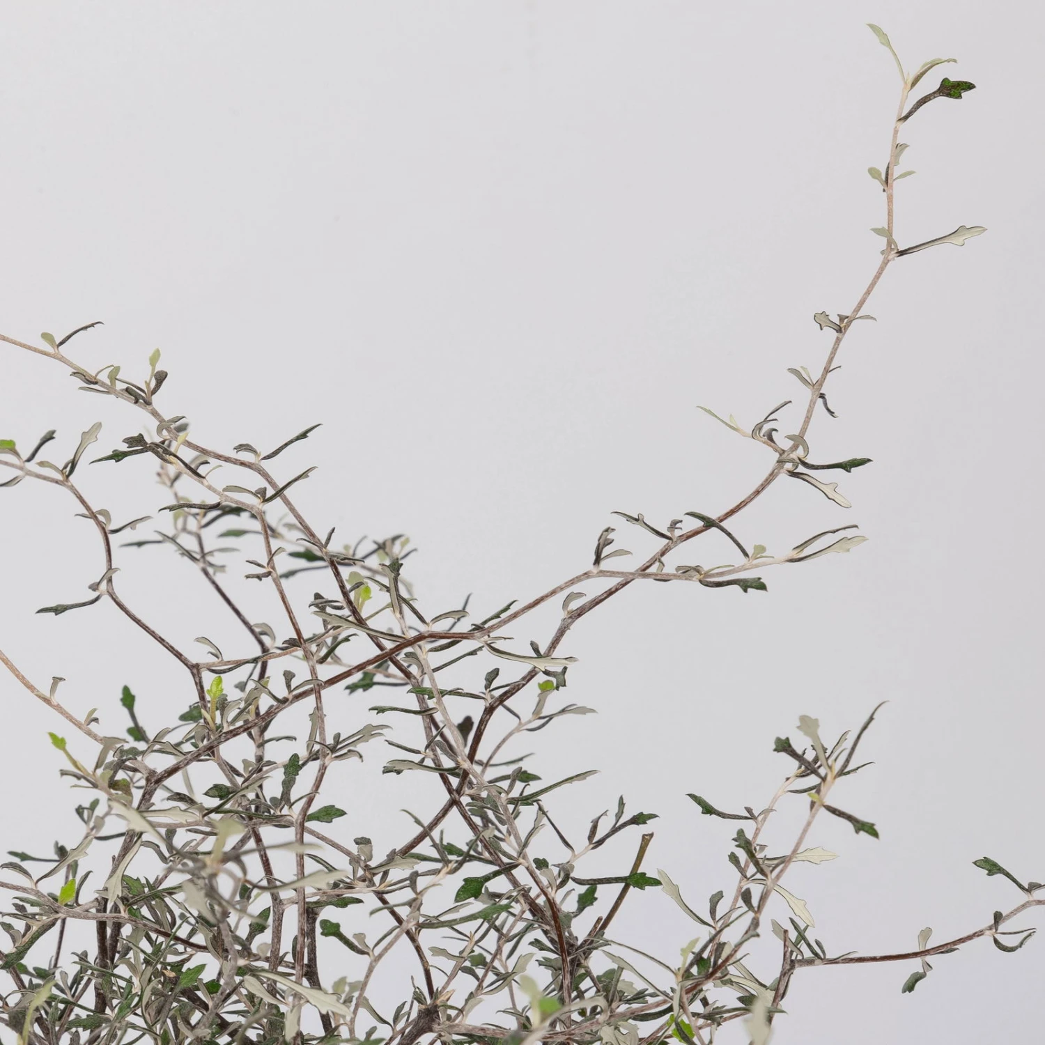 Zickzackstrauch, Topf-Ø 11 Cm, Höhe Ca. 20 Cm, 3er-Set 4 Zickzackstrauch, Topf-Ø 11 Cm, Höhe Ca. 20 Cm, 3er-Set – Bild 4