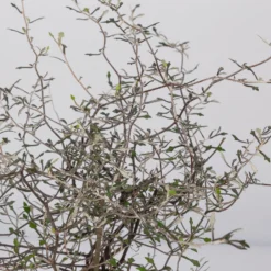 Zickzackstrauch, Topf-Ø 11 Cm, Höhe Ca. 20 Cm, 3er-Set 11 Zickzackstrauch, Topf-Ø 11 Cm, Höhe Ca. 20 Cm, 3er-Set -Angebote Gruen Trieb Store 0220108516 Corokia cotoneaster 8 117167