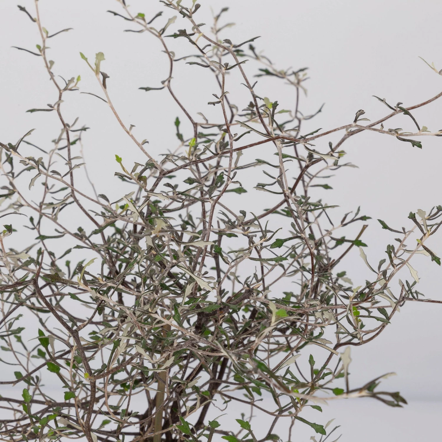 Zickzackstrauch, Topf-Ø 11 Cm, Höhe Ca. 20 Cm, 3er-Set 3 Zickzackstrauch, Topf-Ø 11 Cm, Höhe Ca. 20 Cm, 3er-Set – Bild 3