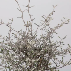 Zickzackstrauch, Topf-Ø 19 Cm, Höhe Ca. 70 Cm