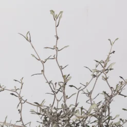 Zickzackstrauch, Topf-Ø 19 Cm, Höhe Ca. 70 Cm 9 Zickzackstrauch, Topf-Ø 19 Cm, Höhe Ca. 70 Cm -Angebote Gruen Trieb Store 0220108517 Corokia cotoneaster 3 117168