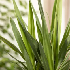 Angebote Gruen Trieb Store -Angebote Gruen Trieb Store 0220850134 Yucca auf Stamm verzweigt1 1