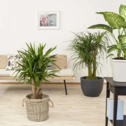 Palmlilie, Topf-Ø 27 Cm, Höhe Ca. 110 Cm 13 Palmlilie, Topf-Ø 27 Cm, Höhe Ca. 110 Cm -Angebote Gruen Trieb Store 0220850158 Yucca eleph verzweigt