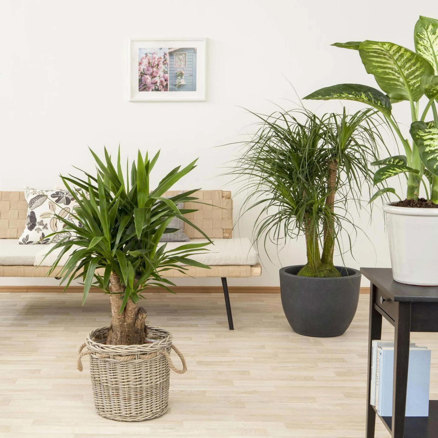 Palmlilie, Topf-Ø 27 Cm, Höhe Ca. 110 Cm 6 Palmlilie, Topf-Ø 27 Cm, Höhe Ca. 110 Cm – Bild 6