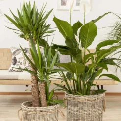 Palmlilie, Topf-Ø 21 Cm, Höhe Ca. 100 Cm -Angebote Gruen Trieb Store 0220850207 Yucca eleph Yucca 3er Tuff