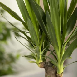 Palmlilie, Topf-Ø 21 Cm, Höhe Ca. 100 Cm -Angebote Gruen Trieb Store 0220850207 Yucca eleph Yucca 3er Tuff1 1