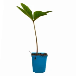 Schaublatt 'Rotlaub' Cremeweiß, Topf-Ø 11 Cm, 3er-Set 13 Schaublatt 'Rotlaub' Cremeweiß, Topf-Ø 11 Cm, 3er-Set -Angebote Gruen Trieb Store 0310107703 Rodgersia podophylla Rotlaub cremeweiss 12 112416