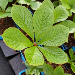 Schaublatt 'Rotlaub' Cremeweiß, Topf-Ø 11 Cm, 3er-Set 11 Schaublatt 'Rotlaub' Cremeweiß, Topf-Ø 11 Cm, 3er-Set -Angebote Gruen Trieb Store 0310107703 Rodgersia podophylla Rotlaub cremeweiss 2 112332