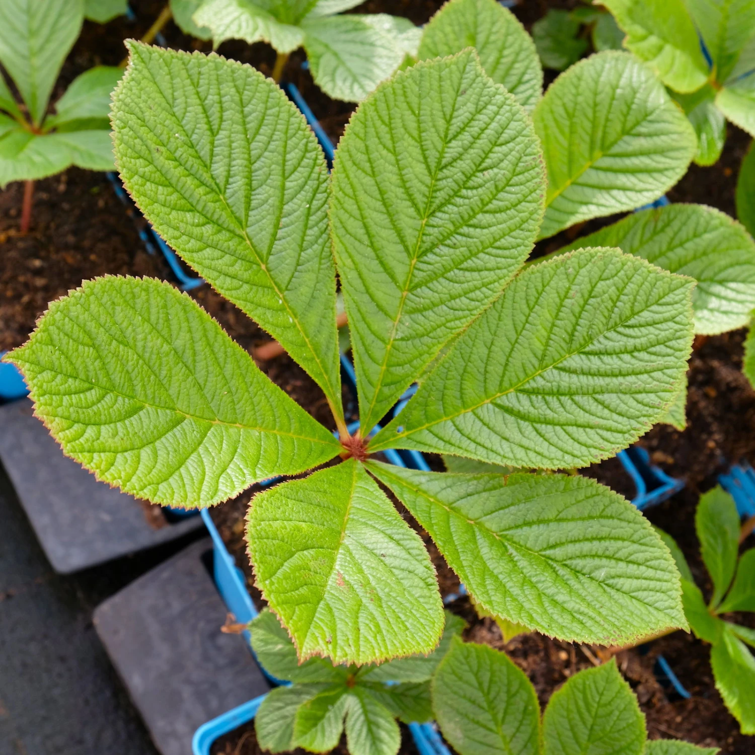 Schaublatt 'Rotlaub' Cremeweiß, Topf-Ø 11 Cm, 3er-Set 4 Schaublatt 'Rotlaub' Cremeweiß, Topf-Ø 11 Cm, 3er-Set – Bild 4