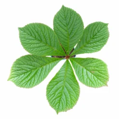 Schaublatt 'Rotlaub' Cremeweiß, Topf-Ø 11 Cm, 3er-Set 12 Schaublatt 'Rotlaub' Cremeweiß, Topf-Ø 11 Cm, 3er-Set -Angebote Gruen Trieb Store 0310107703 Rodgersia podophylla Rotlaub cremeweiss 4 112415