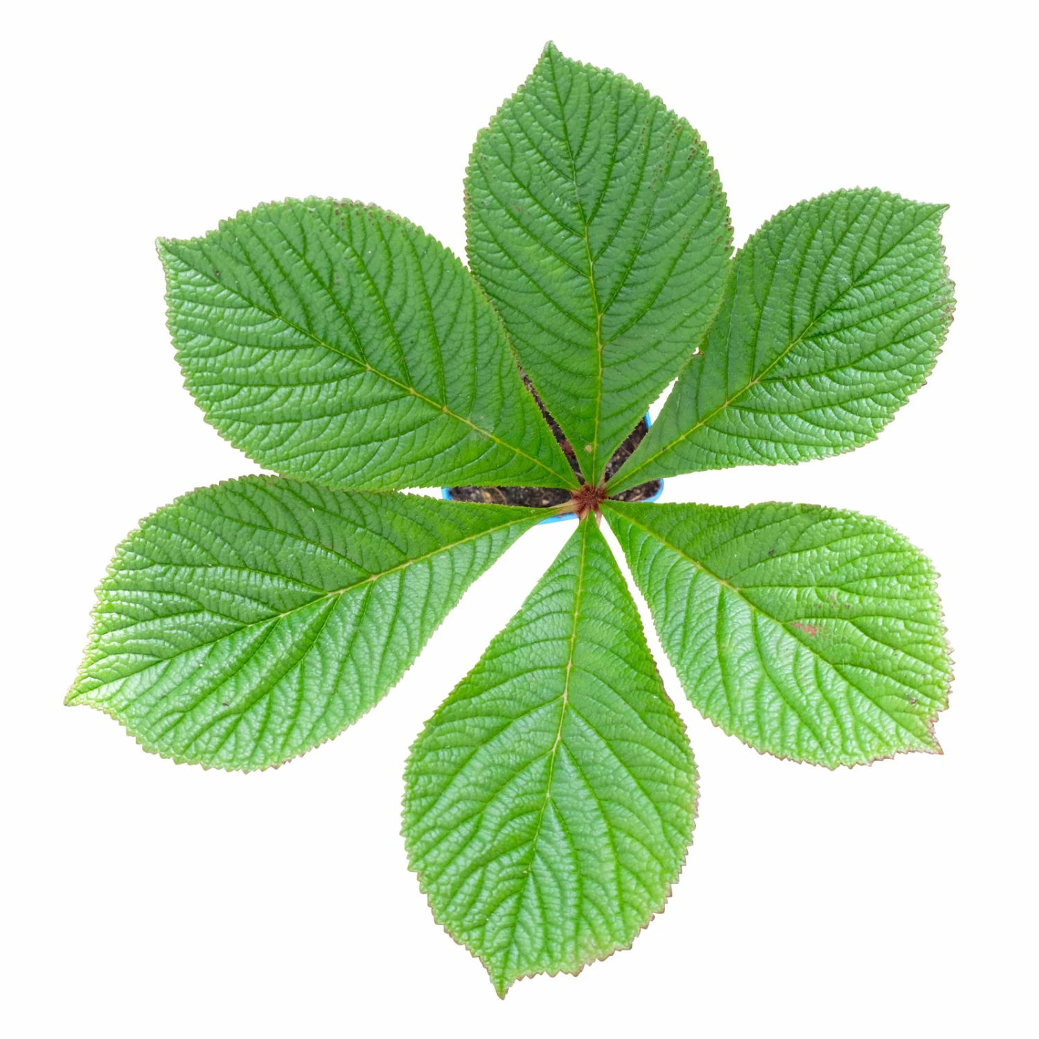 Schaublatt 'Rotlaub' Cremeweiß, Topf-Ø 11 Cm, 3er-Set 5 Schaublatt 'Rotlaub' Cremeweiß, Topf-Ø 11 Cm, 3er-Set – Bild 5