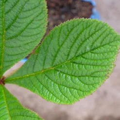 Schaublatt 'Rotlaub' Cremeweiß, Topf-Ø 11 Cm, 3er-Set 10 Schaublatt 'Rotlaub' Cremeweiß, Topf-Ø 11 Cm, 3er-Set -Angebote Gruen Trieb Store 0310107703 Rodgersia podophylla Rotlaub cremeweiss 5 112333