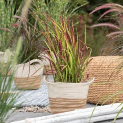 Japanisches Blutgras 'Red Baron', Topf-Ø 12 Cm, 3er-Set -Angebote Gruen Trieb Store 0310300343 Imperata cylindrica Red Baron 1 81621