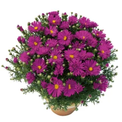 Angebote Gruen Trieb Store 9 Kissenaster 'Purple Diamond' Violett, Topf-Ø 12 Cm, 3er-Set