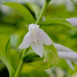 Funkie 'Stained Glass' Hellviolett, Topf-Ø 11 Cm, 3er-Set -Angebote Gruen Trieb Store 0319100343 Hosta Stained Glass 3er Set 8 113852