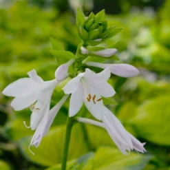 Funkie 'Stained Glass' Hellviolett, Topf-Ø 11 Cm, 3er-Set -Angebote Gruen Trieb Store 0319100343 Hosta Stained Glass 3er Set 9 113851