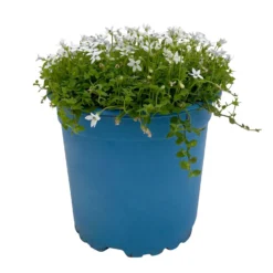 Isotoma Fluvialis Weiß, Topf-Ø 12 Cm, 3er-Set -Angebote Gruen Trieb Store 0319100527 Isotoma fluviatilis 3er Set weiss 1 110596