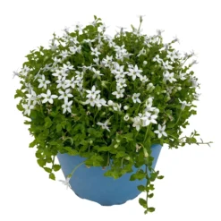 Isotoma Fluvialis Weiß, Topf-Ø 12 Cm, 3er-Set