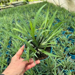 Blaugraue Segge 'Blue Zinger', Topf-Ø 12 Cm, 3er-Set 7 Blaugraue Segge 'Blue Zinger', Topf-Ø 12 Cm, 3er-Set -Angebote Gruen Trieb Store 0319100550 Carex flacca Blue Zinger 3erSet T12 blaugruen 1 125406