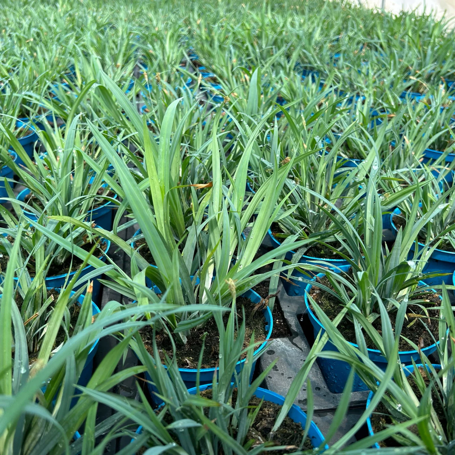 Blaugraue Segge 'Blue Zinger', Topf-Ø 12 Cm, 3er-Set 2 Blaugraue Segge 'Blue Zinger', Topf-Ø 12 Cm, 3er-Set – Bild 2