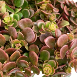 Fette Henne, 6er-Set, Bunt Gemischt, Topf 13 Cm Ø -Angebote Gruen Trieb Store 0319200011 Sedum Mix T13 NR nach Verfuegbarkeit 6er Set WS 11 95968