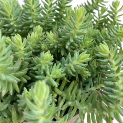 Fette Henne, 6er-Set, Bunt Gemischt, Topf 13 Cm Ø -Angebote Gruen Trieb Store 0319200011 Sedum Mix T13 NR nach Verfuegbarkeit 6er Set WS 17 95971