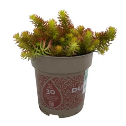 Fette Henne, 6er-Set, Bunt Gemischt, Topf 13 Cm Ø -Angebote Gruen Trieb Store 0319200011 Sedum Mix T13 NR nach Verfuegbarkeit 6er Set WS 20 95976