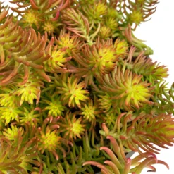 Fette Henne, 6er-Set, Bunt Gemischt, Topf 13 Cm Ø -Angebote Gruen Trieb Store 0319200011 Sedum Mix T13 NR nach Verfuegbarkeit 6er Set WS 24 95977