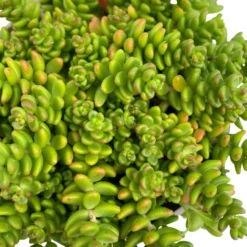 Fette Henne, 6er-Set, Bunt Gemischt, Topf 13 Cm Ø -Angebote Gruen Trieb Store 0319200011 Sedum Mix T13 NR nach Verfuegbarkeit 6er Set WS 29 95975