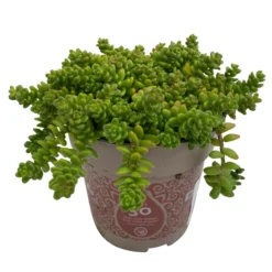 Fette Henne, 6er-Set, Bunt Gemischt, Topf 13 Cm Ø -Angebote Gruen Trieb Store 0319200011 Sedum Mix T13 NR nach Verfuegbarkeit 6er Set WS 30 95974